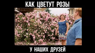 Как цветут розы у наших друзей.