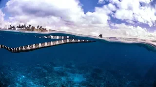 The Deadly But Beautiful Sea Snakes of the Pacific