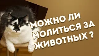 Можно ли молиться за животных?