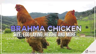 Brahma Chicken  Size, Egg Laying, Height and More…