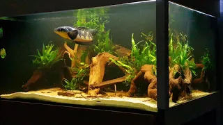 channa marulioides 60cm big tank couch view