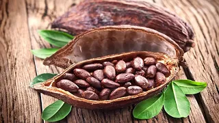 Какао бобы | Как их выращивают и делают шоколад