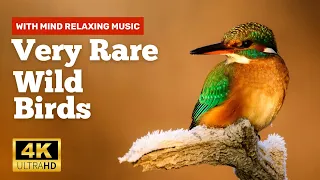 ❤️Very Rare Wild Colourful Birds🦆🦩🦃|| Let's See Some Rare Wild Colourful Birds ❤️||