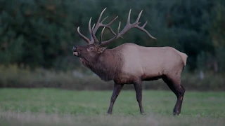 Elk Bugle Sound