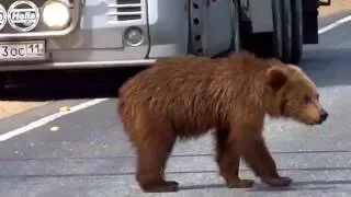 Голодные медведи на дороге// класс