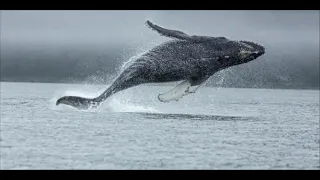 Amazing Blue Whale 2021 | Blue Whale in action | Is whale a Largest mammal on planet Earth | #Shorts