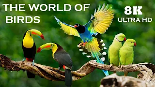 THE WORLD OF BIRDS in 8K ULTRA HD | Colorful & Beautiful Bird Sounds Nature Relaxation 8K UHD 60 FPS