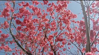 DIY DUA SAKURA BANDING KAN⁉️ #taiwantouristspot #diy #blossomgarden