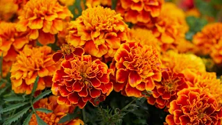 How to plant marigold seeds in open ground in spring