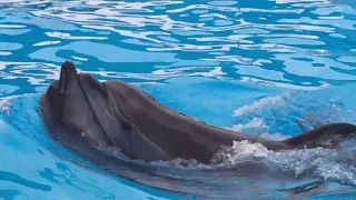 Дельфинарий Оскар Арабатская стрелка 2018 | dolphinarium | Азовское море | Azov sea