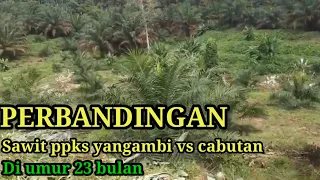 PERBANDINGAN SAWIT PPKS YANGAMBI VS CABUTAN DI UMUR 23 BULAN