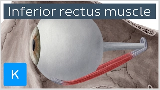 Inferior rectus muscle of the eye - Origin, Insertion, Function - Anatomy | Kenhub