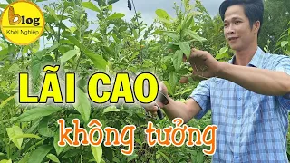 3 loại cây dược liệu trồng doanh thu trăm triệu