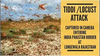 #TIDDI #locust swarms Coming from PAKISTAN captured in Camera @ INDIA PAKISTAN BORDER @ LONGEWALA