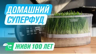 ВИТГРАСС — сок из ростков пшеницы | СУПЕРФУДЫ | Домашняя ФЕРМА