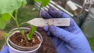 Garden Vlog Transplanting These Indoor Plants Outdoors Eggplants, Peppers, Cucumbers, Flowers 🌱💚