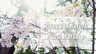 Piano Worship Hymns Instrumental (3 Hour) | Peaceful & Relaxing | Sounds of Nature | Birds Singing