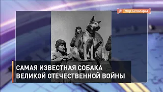 Джульбарс – самая известная собака Великой Отечественной войны