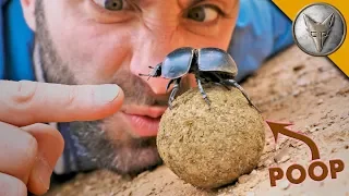 Dung Beetle BATTLE!