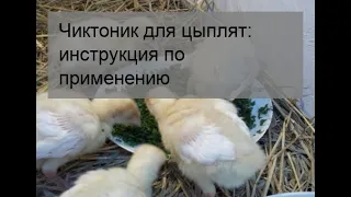 Чиктоник для цыплят: инструкция по применению