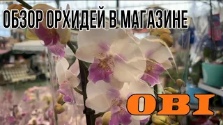 Обзор орхидей в магазине #OBI || Куча сортовых орхидей и Биг липов 🥵|| Нормальная уценка👌