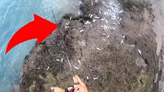 FISH JUMPING OUT OF THE WATER!!!  | Never seen this before! | Hawaii