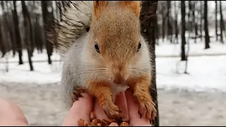 Просто кормлю незнакомую белку / Just feeding an unfamiliar squirrel