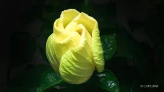 Hibiscus Flower Blooming Timelapse