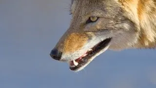 Coyote Mystery: Attack in Wild (Nature Documentary)