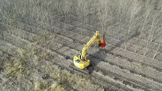 Recoltarea plopului energetic / Harvesting Hybrid Poplar Trees - Excavator Komatsu PC228