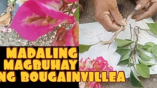 Pinaka madaling paraan ng pag buhay ng bougainvillea cuttings.kahit rare pa o lahat ng klase .