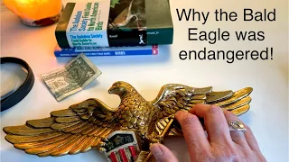 Let’s Discuss the Near Extinction of the Bald Eagle ~No Frills ASMR Soft Spoken Female Regular Voice