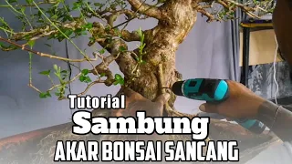 TUTORIAL MELAKUKAN PROGRAM AKAR BONSAI DALAM POT.