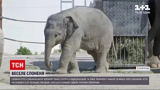 Новини світу: у мюнхенському зоопарку новонароджене слоненя чекає на зустріч із відвідувачами