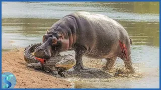 Top 10 Times Crocodile Messed With The Wrong Opponent