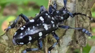 馬庫白星天牛 Long-horned beetle