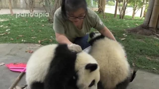 Работа с пандами Она просто пытается делать свою работу