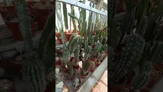 Коллекция кактусов ботанического сада НАН РБ