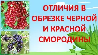 ЧЕМ ОТЛИЧАЕТСЯ ОБРЕЗКА ЧЕРНОЙ ОТ КРАСНОЙ СМОРОДИНЫ. Как обрезать смородину.