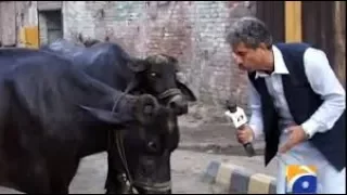 pakistan funny reporter compilation 2017