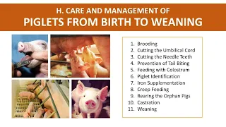 Piglet Management | Swine Production | Teacher Hazel