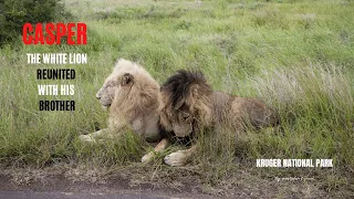 CASPER, THE WHITE LION, REUNITED WITH HIS BROTHER in Kruger National Park South Africa