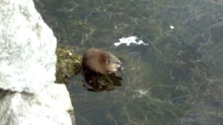 Байкал.Завтрак ондатры на воде.