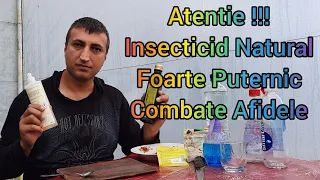 Cel mai puternic insecticid natural Combaterea Afidelor Insecticid bio