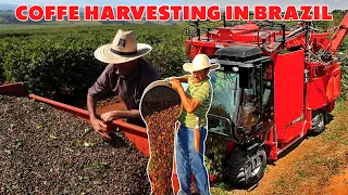 COFFEE FARM IN BRAZIL - THE SECRET OF PRODUCING A UNIQUE TASTE | COFFE HARVESTING MACHINE