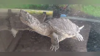 Tortugas lagarto