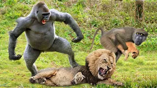 OMG! Lions Hunt Baby Gorilla, Herd Gorilla Panic Carry Baby On His Back Run Away – Hippo vs Wild Dog