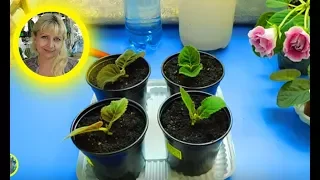 🌱ГЛОКСИНИИ ИЗ МАКУШЕК ! РАЗМНОЖЕНИЕ, ВЫРАЩИВАНИЕ И УХОД 🌱How to grow gloxinia №4