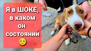 Проведала щенка, которого отдала в Добрые руки почти пол года назад.