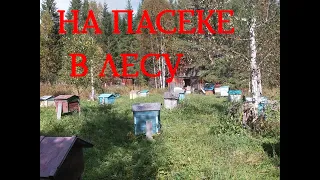 На пасеке осенью.Обстановка на 11 сентября.Много пчелы в семьях.Кормим пчел сиропом.